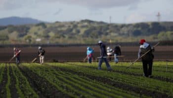 Migrantes mexicanos denuncian red de ‘esclavos modernos’ en Canadá