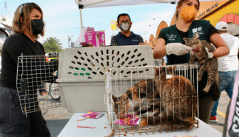 Rescatamos 26 gatos del mercado de Sonora; no los afectó el incendio, sino condiciones en que estaban: Agencia de Atención Animal | Video