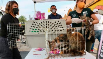 Recuerda penas por maltrato animal luego de rescates en Mercado de Sonora | Entérate
