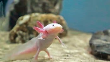 ¡Feliz día del Ajolote! Ayúdalos a no extinguirse