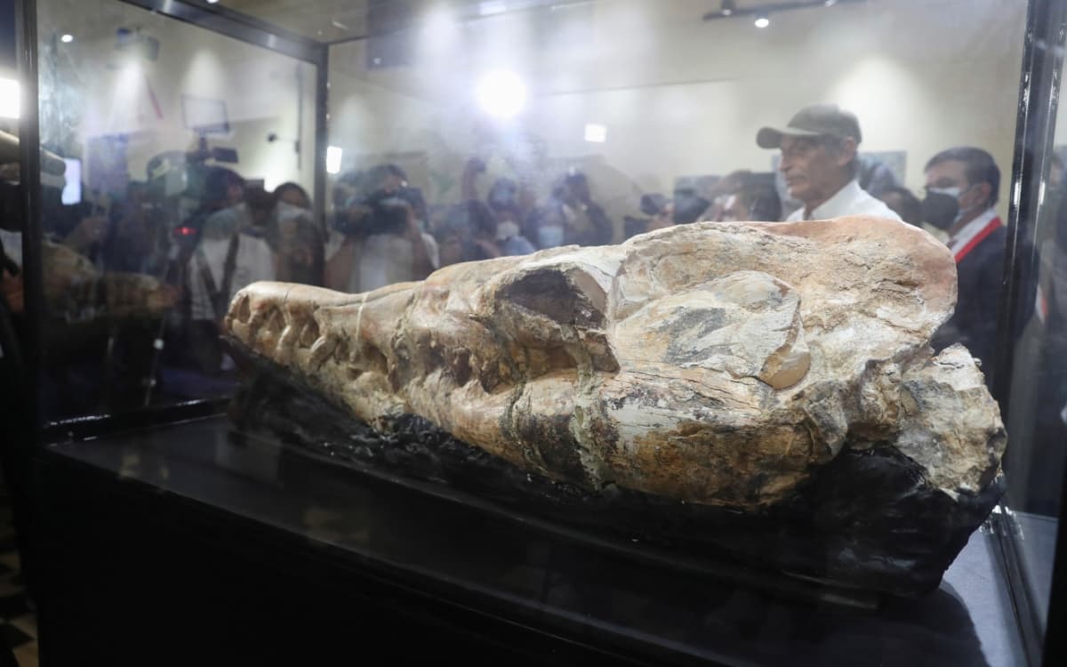 Descubren fósil de 'monstruo marino' de hace 36 millones de años en Perú