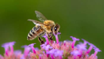 La naturaleza tiene sus trucos para polinizar #Niñonautas con Kirén Miret