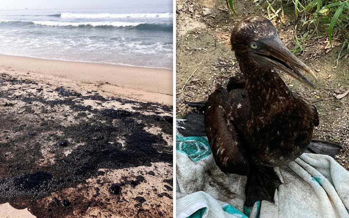 Playas y animales cubiertos de combustible tras derrame de Pemex en playas de Oaxaca
