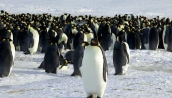 El pingüino emperador está en riesgo de extinción por la crisis climática