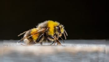 Día Mundial de las Abejas: por qué son clave para la vida
