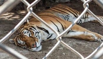 Proceso de legislación secundaria sobre protección de animales debe ser 'transparente': Igualdad Animal | Video