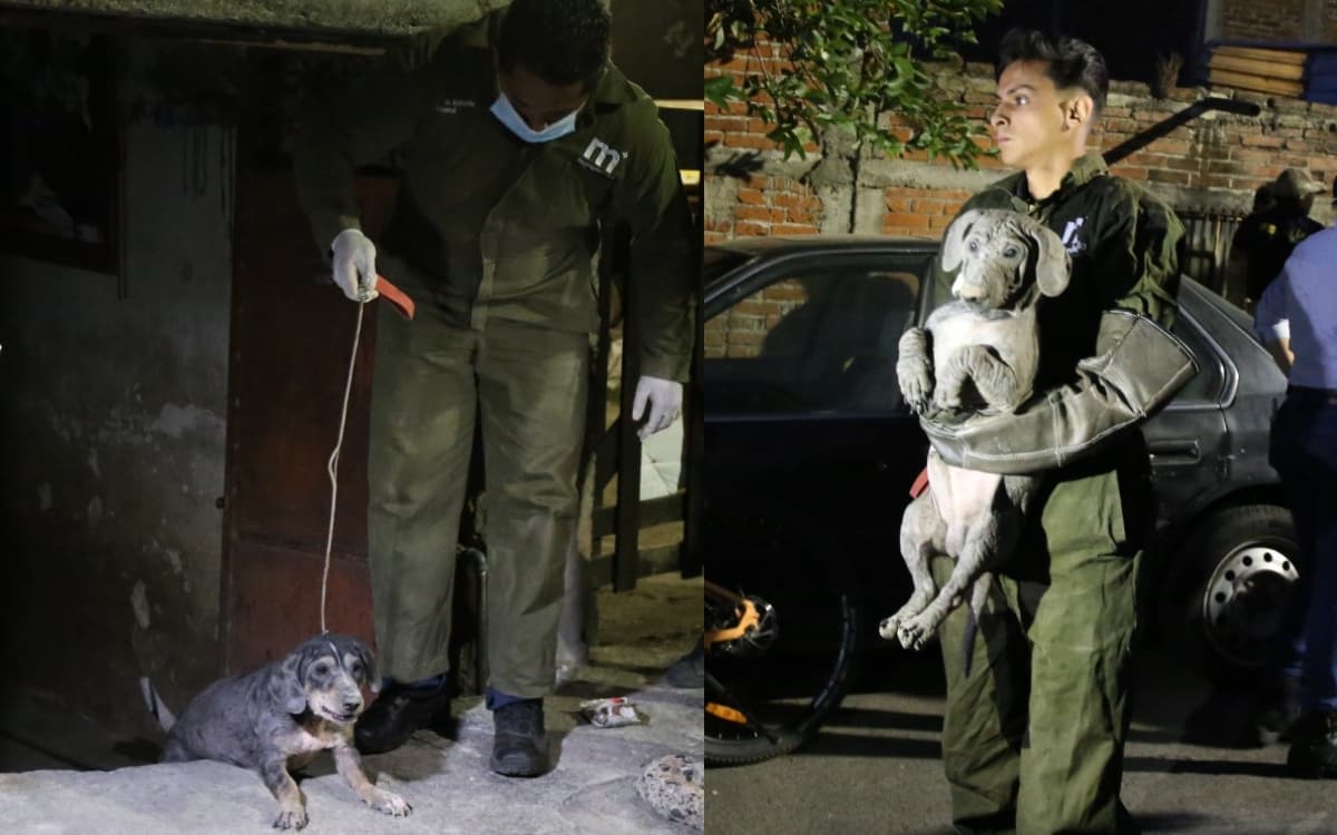Fotos | Rescatan a 32 perritos hacinados en Morelia; presentan desnutrición y posible sarna