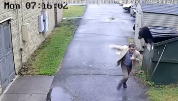 Oso asusta a director de escuela: buscaba comida en el basurero | Video