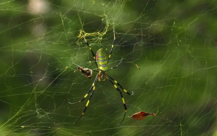 Estudio alerta del peligro que supone el desconocimiento de las arañas