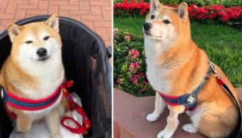 Cheems, el famoso perrito de los memes, está mejor de salud
