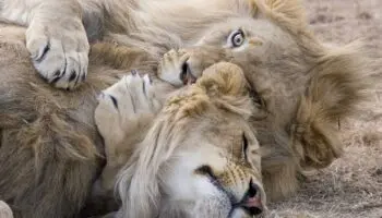 Día Mundial del León: En África, a un paso de la extinción