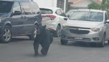 Video | Protección Civil resguarda a oso negro que paseaba en calles de Monterrey