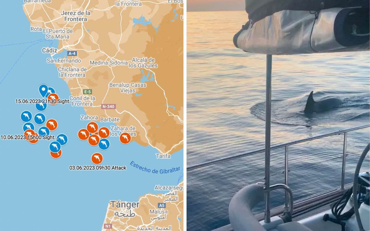 Gladis y sus ballenas intensifican ataques