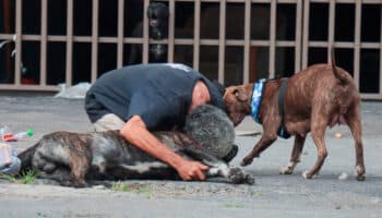Zeus, el perrito que murió al defender a su dueño en asalto