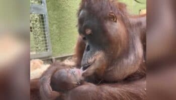 Nace orangután que podría desencadenar una nueva generación de la especie