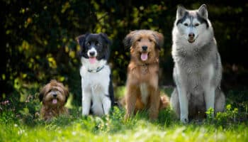 Día Mundial del Perro: Te presentamos a las mascotas de Aristegui Noticias
