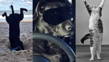 Estas son las fotografías de mascotas más divertidas de 2023 | Galería