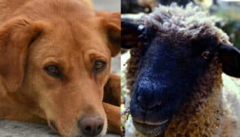 ¿Te comerías un perro, por qué sí un borrego?