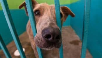 Querétaro multará con hasta 200 mil pesos crueldad animal