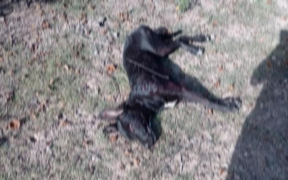 Matan a perrito con arma de fuego y una roca en Oaxaca