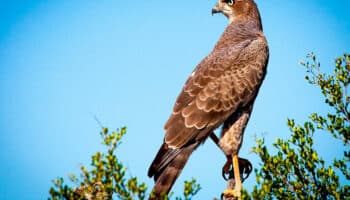 EL Halcón #Niñonautas con Kirén Miret