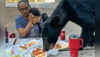 Oso sorprende a familia en Chipinque y devora su comida | Video