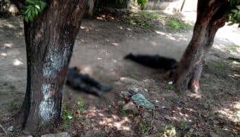 Policías fueron 'masacrados' por comando que los superó en número: periodista | Video