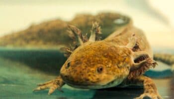 ¡Reconstruyamos Xochimilco! Lanzan campaña para adoptar ajolotes | Entérate