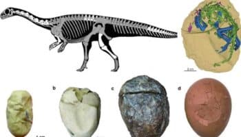 Estudio arroja luz sobre cómo evolucionaron los huevos