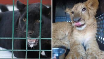 Rescatan a cachorros león, tigre y jaguar en Michoacán