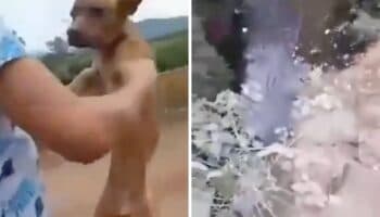 Michoacán: Adolescentes se graban lanzado a perrito desde puente y le disparan