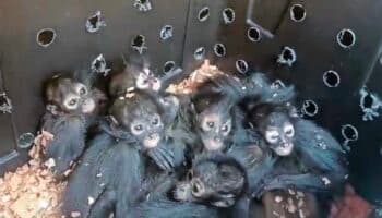 Profepa rescata a 20 monos araña, especie catalogada como amenazada | Videos