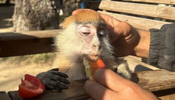 El hambre golpea a animales y personas en zoológico de Gaza