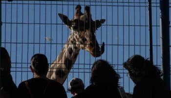 Jirafa Benito se queda en el frío: no procede el traslado pese a malas condiciones, afirma Profepa