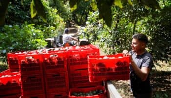 Super Bowl recibirá 130 mil toneladas de aguacate de productores de México