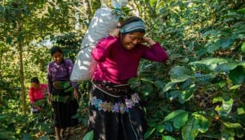 Crisis climática enciende alarmas de agricultores en el sur de México