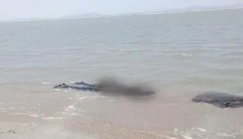 Los 8 cuerpos hallados en playa de Oaxaca son de migrantes chinos: Fiscalía de Oaxaca