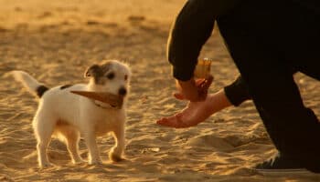 Interactuar con perros aumenta las ondas cerebrales ligadas al alivio del estrés: estudio