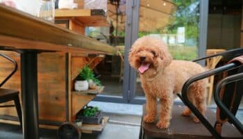 Proponen que todos los establecimientos comerciales de la CDMX sean 'pet-friendly'
