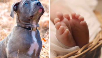 Ataque fatal de dos pitbulls a un bebé de 15 meses en Italia