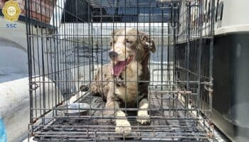 Rescatan a ocho perros tras explosión en vivienda de Tlalpan | Video