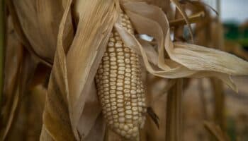 Glifosato seguirá importándose a México hasta que haya sustituto: AMLO