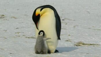 Pingüino emperador podría extinguirse para 2100; población disminuye más que en 'peores proyecciones'