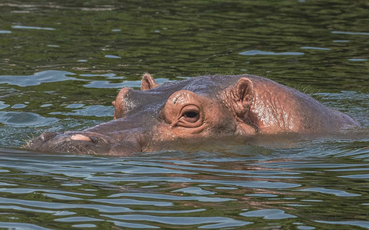 Confirman muerte de casi cincuenta hipopótamos por ántrax en el parque de RD del Congo