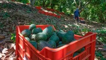 Exportaciones mexicanas representan el 16% de las compras de Estados Unidos a terceros | Video