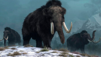 ¿Por qué extinguieron los mamuts lanudos?