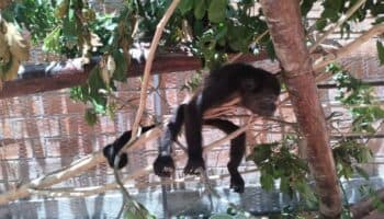 Monos en Tabasco: Lluvias no resuelven la mortandad