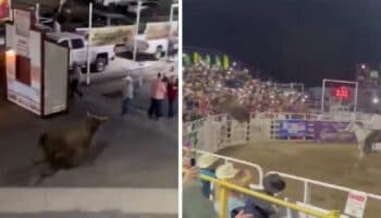 Toro salta valla durante rodeo en Oregon, deja 3 heridos.