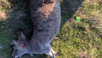 Australia investiga la muerte de 65 canguros por disparos y embestidas de coche