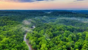 Los bosques del mundo perdieron más de 400 millones de hectáreas entre 1990 y 2020